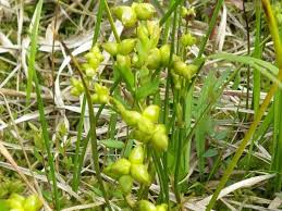 Attēlu rezultāti vaicājumam “Scheuchzeriaceae”