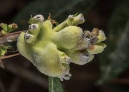 Attēlu rezultāti vaicājumam “Exobasidiales”