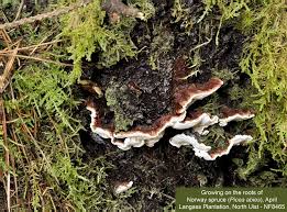 Attēlu rezultāti vaicājumam “Heterobasidion annosum”