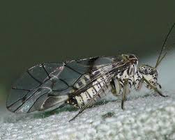 Attēlu rezultāti vaicājumam “Psococerastis gibbosa”