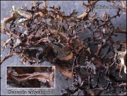 Attēlu rezultāti vaicājumam “Cetraria ericetorum”