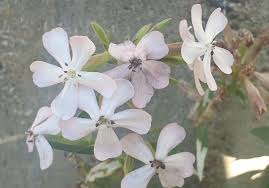 Attēlu rezultāti vaicājumam “Microbotryum tragopogonis - pratensis”