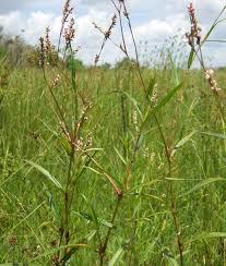 Attēlu rezultāti vaicājumam “Persicaria hydropiper”