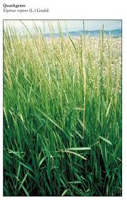 Attēlu rezultāti vaicājumam “Elytrigia repens”