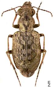 Attēlu rezultāti vaicājumam “Elaphrus cupreus”