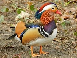 Attēlu rezultāti vaicājumam “Aix galericulata”