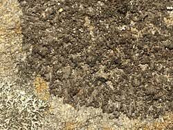 Attēlu rezultāti vaicājumam “Leptogium lichenoides”