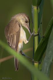 Image result for Acrocephalus arundinaceus