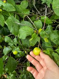 Attēlu rezultāti vaicājumam “Malus prunifolia fruit”