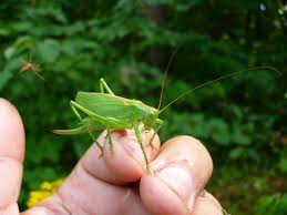 Attēlu rezultāti vaicājumam “Tettigonia cantans”