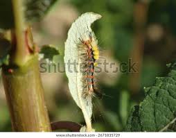 Attēlu rezultāti vaicājumam “Orgyia antiqua imago”