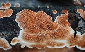 Attēlu rezultāti vaicājumam “Steccherinum ochraceum”