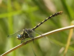 Attēlu rezultāti vaicājumam “Gomphidae”