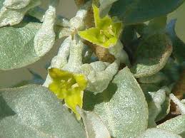 Attēlu rezultāti vaicājumam “Elaeagnus commutata”