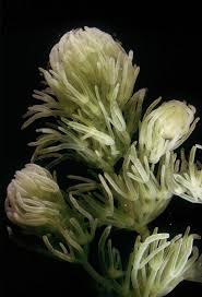 Attēlu rezultāti vaicājumam “Chara contraria”