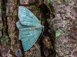 Attēlu rezultāti vaicājumam “Hemithea aestivaria”