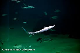 Image result for Galeorhinus galeus