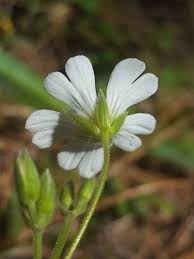 Attēlu rezultāti vaicājumam “Cerastium arvense flower”
