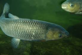 Image result for Ctenopharyngodon idella