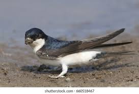 Attēlu rezultāti vaicājumam “Delichon urbicum adult”