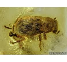 Attēlu rezultāti vaicājumam “Anthribidae”