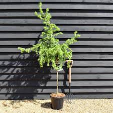 Attēlu rezultāti vaicājumam “Larix kaempferi”