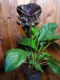 Image result for Tacca chantrieri