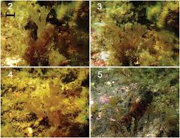 Attēlu rezultāti vaicājumam “Dictydiaethaliaceae”