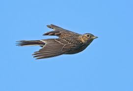 Image result for Alauda arvensis