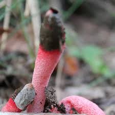 Attēlu rezultāti vaicājumam “Mutinus ravenelii”