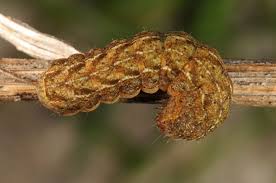 Attēlu rezultāti vaicājumam “Xestia baja”