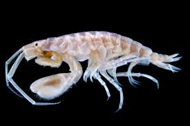 Attēlu rezultāti vaicājumam “Amphipoda”