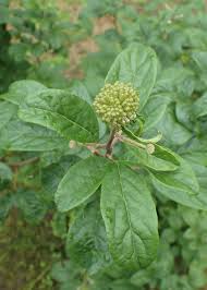 Attēlu rezultāti vaicājumam “Eleutherococcus sessiliflorus”