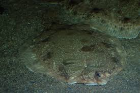 Image result for Microstomus kitt