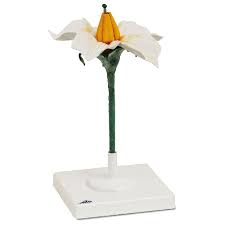 Attēlu rezultāti vaicājumam “Solanum tuberosum flower”