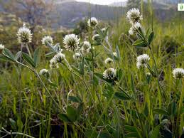 Attēlu rezultāti vaicājumam “Trifolium montanum”