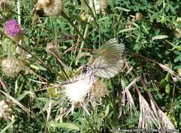 Attēlu rezultāti vaicājumam “Aporia crataegi pupa”