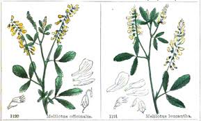 Attēlu rezultāti vaicājumam “Melilotus”