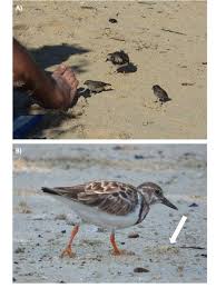 Attēlu rezultāti vaicājumam “Arenaria interpres”