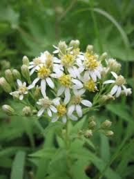 Image result for Aster lanceolatus
