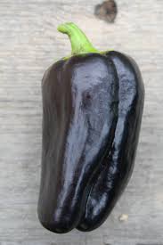 Afbeeldingsresultaat voor purple beauty sweet pepper