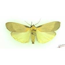 Attēlu rezultāti vaicājumam “Lithosia quadra male”