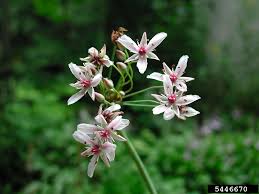 Attēlu rezultāti vaicājumam “Butomus umbellatus”