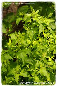 Attēlu rezultāti vaicājumam “Chenopodium rubrum”