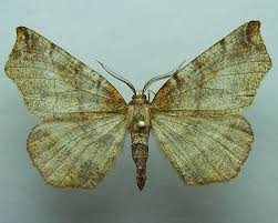 Attēlu rezultāti vaicājumam “Selenia dentaria”