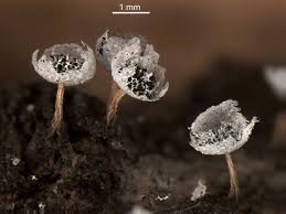 Attēlu rezultāti vaicājumam “Badhamia melanospora”