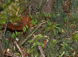 Attēlu rezultāti vaicājumam “Buxbaumia viridis sporophyte”
