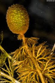 Attēlu rezultāti vaicājumam “Utricularia intermedia bud”