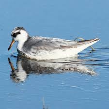 Attēlu rezultāti vaicājumam “Phalaropus fulicarius adult”