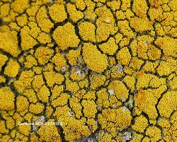 Attēlu rezultāti vaicājumam “Candelariella sp.”